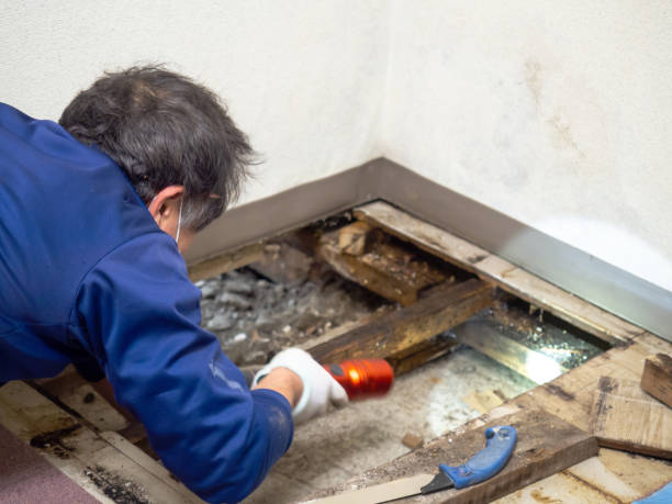 Best Commercial Mold Remediation in Glennville, GA