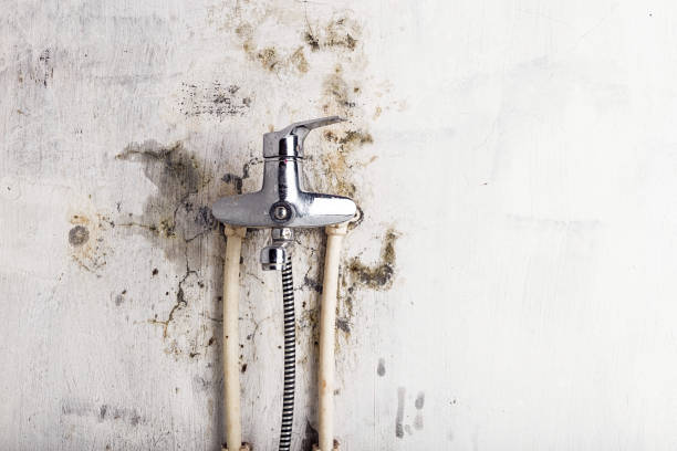 Professional Mold Remediation in Glennville, GA