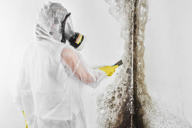 Trusted Glennville, GA Mold Remediation Experts