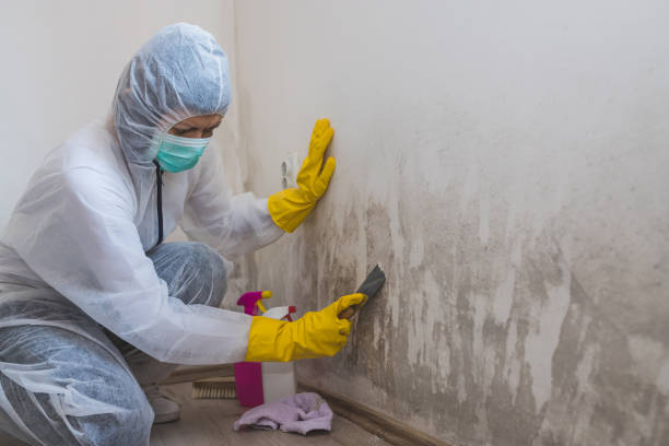 Best Mold Remediation for Specific Building Types in Glennville, GA