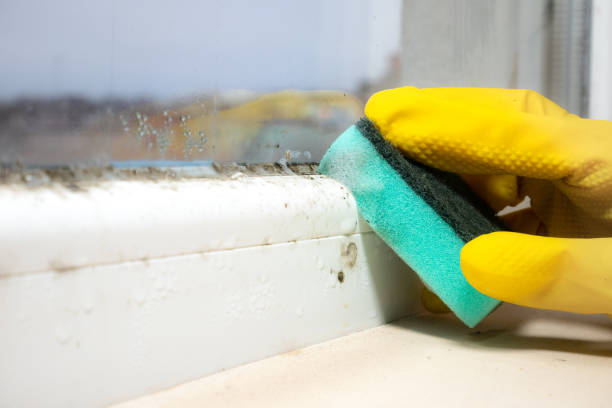 Best Post-Flood Mold Remediation in Glennville, GA