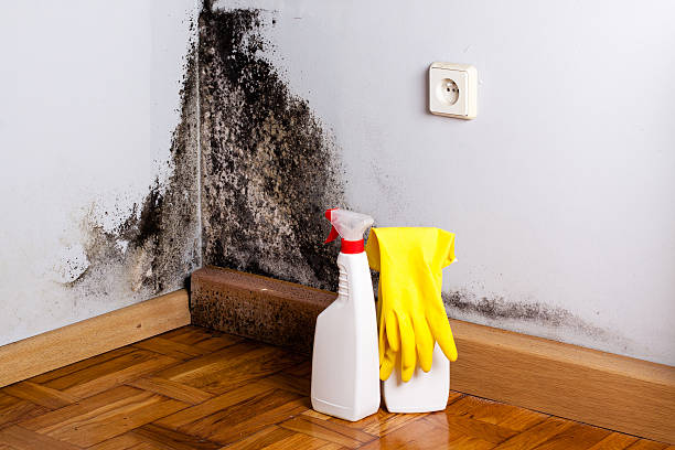 Best Commercial Mold Remediation in Glennville, GA