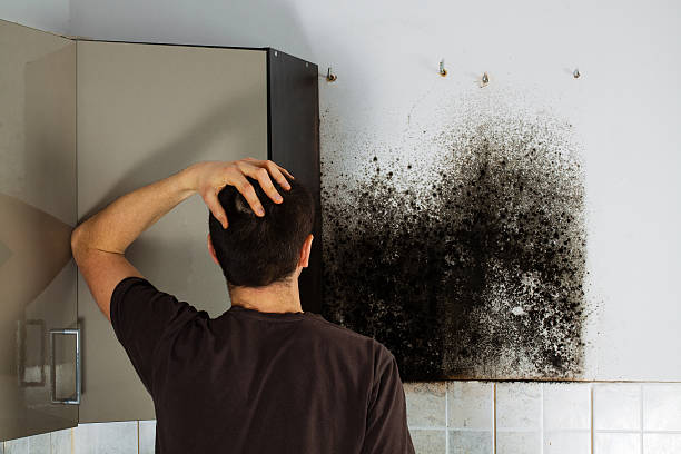 Best White Mold Remediation in Glennville, GA