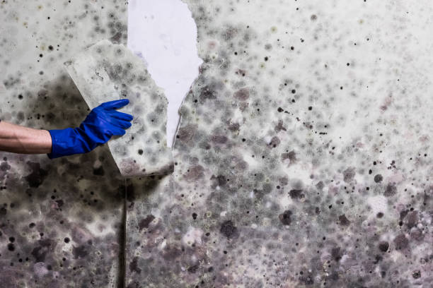 Best Health and Safety Mold Remediation in Glennville, GA